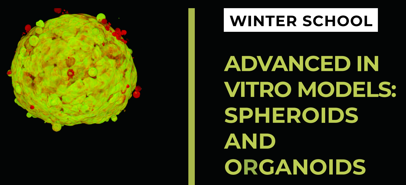 Advanced In Vitro Models: Spheroids & Organoids